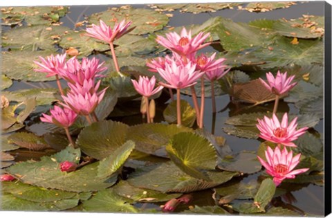 Framed Pink Lotus Flower in the Morning Light, Thailand Print