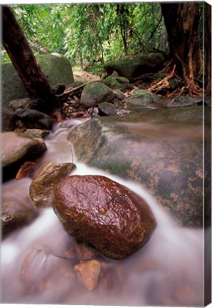 Framed Rainforest Stream, Bako National Park, Borneo, Malaysia Print