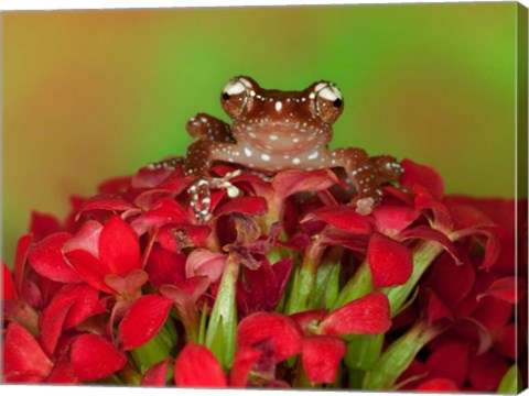 Framed Borneo Cinnamon Tree Frog on red flowers Print