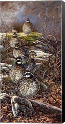 Framed Quail Trail Print