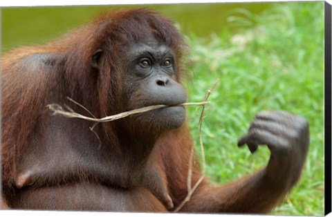 Framed Bornean Orangutan, adult female, Borneo Print