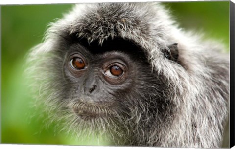 Framed Silver Leaf Monkey, Borneo, Malaysia Print