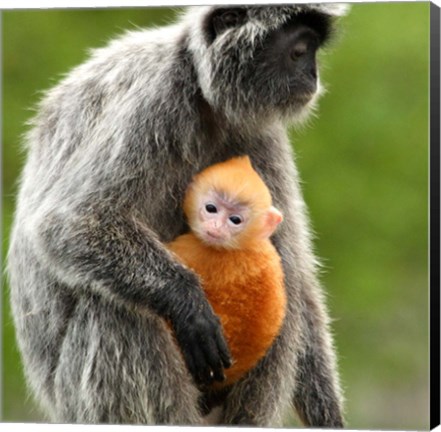 Framed Silver Leaf Monkey and offspring, Borneo, Malaysia Print