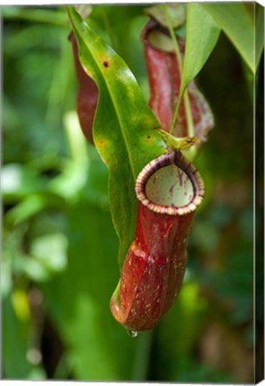 Framed Old World carnivorous pitcher plant hanging from tendril, Penang, Malaysia Print