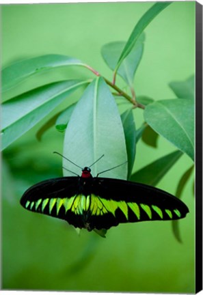 Framed Rajah Brooke&#39;s Birdwing, Malaysia&#39;s national butterfly Print