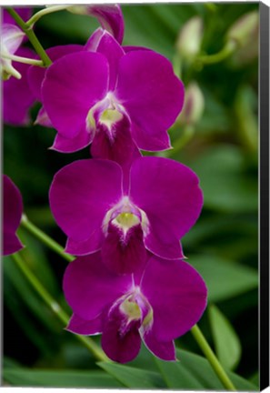 Framed Singapore. National Orchid Garden - Pink Orchids Print