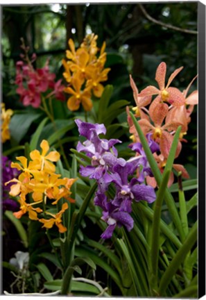 Framed Singapore. National Orchid Garden - Multi colored Orchids Print