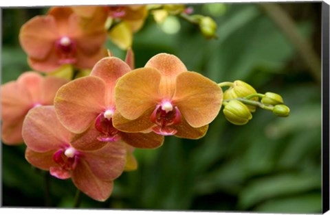 Framed Singapore. National Orchid Garden - Peach Orchids Print