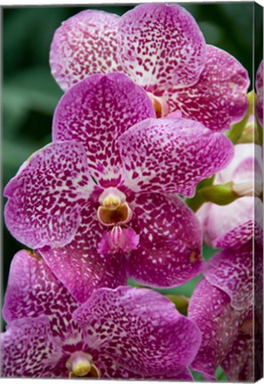 Framed Singapore. National Orchid Garden - spotted Orchids Print