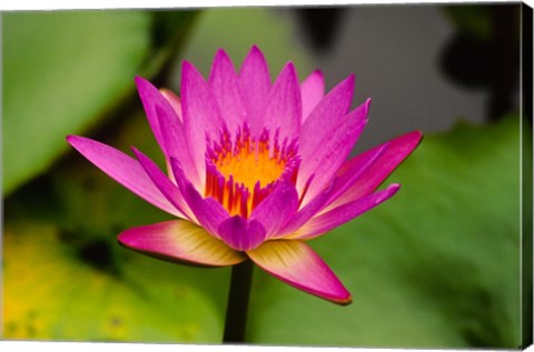 Framed Single magenta water lily at the Orchid Garden at Lake Gardens Park in Kuala Lumpur Malaysia Print