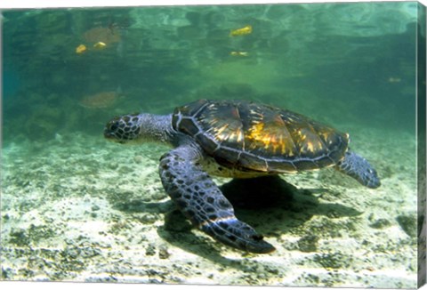 Framed Green Sea Turtle Savai&#39;i Island, Western Samoa Print