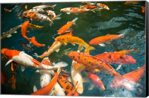 Framed Ornament Koi or Common Carp, Shopping Mall Pond, Malacca, Historic Melaka, Malaysia Peninsula, Malaysia, SE Asia Print