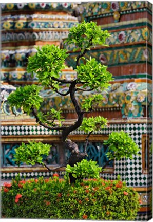 Framed Bonsai tree in front of chedi, Wat Pho, Bangkok, Thailand Print