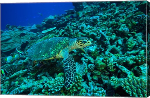 Framed Sea tutle, Southern Maldives, Indian Ocean Print