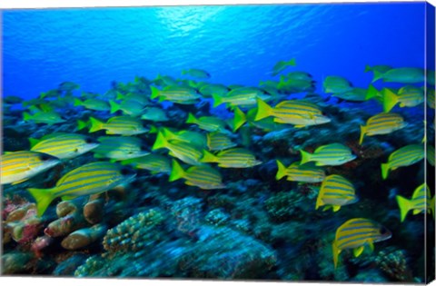 Framed Schooling Bluestripped Snappers, North Huvadhoo Atoll, Southern Maldives, Indian Ocean Print