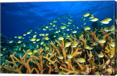 Framed Schooling Damselfish, North Huvadhoo Atoll, Southern Maldives, Indian Ocean Print