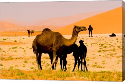 Framed Oman, Rub Al Khali desert, camels, mother and calves Print