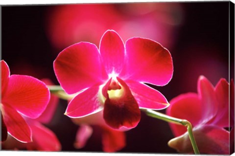 Framed Malaysia, Orchid Print