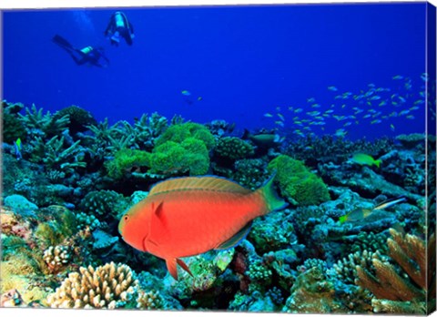 Framed Sheephead Parrotfish, North Huvadhoo Atoll, Southern Maldives, Indian Ocean Print