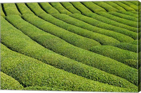 Framed Tea Field in Rize, Black Sea region of Turkey Print