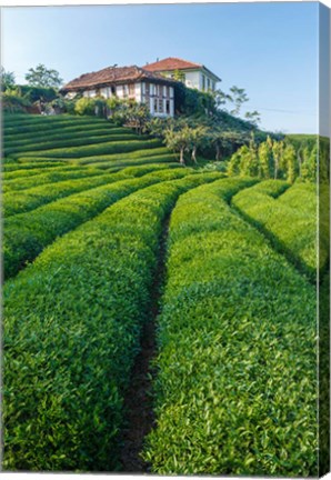 Framed Tea Field in Rize, Black Sea Region of Turkey Print