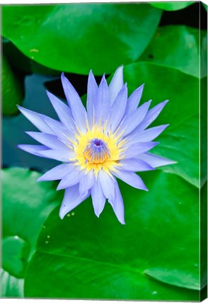 Framed Lily Flower at Wat Chalong temple Phuket, Thailand Print