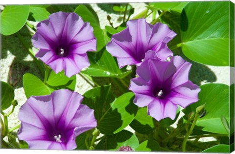 Framed Thailand, Ko Miang Island, Similan Island flowers Print