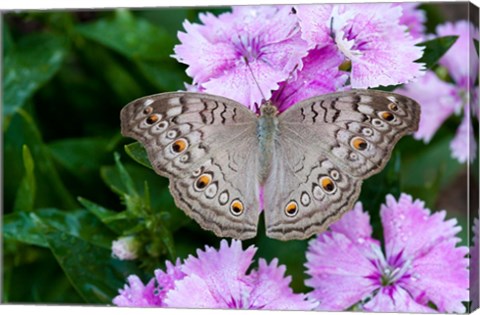 Framed Thailand, Khon Kaen, grey Pansy butterfly Print