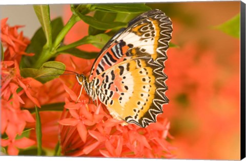 Framed Thailand, Nam Nao NP, Leopard Lacewing butterfly Print