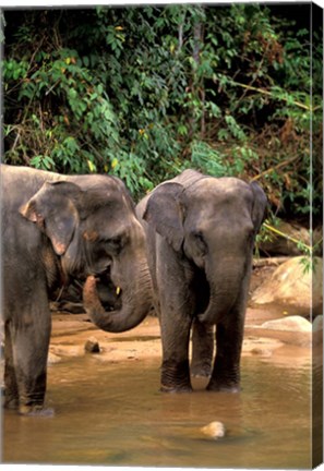 Framed Asian Elephants in Khao Yi National Park, Thailand Print