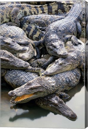 Framed Asia, Thailand Crocodiles Print