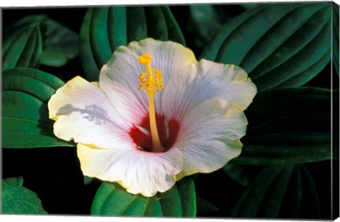 Framed Hibiscus flower, Bangkok, Thailand Print