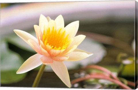 Framed Water Lily flower, Ayuthaya, Thailand Print