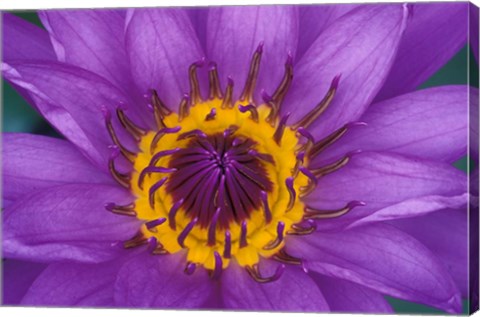 Framed Purple and Yellow Lotus Flower, Bangkok, Thailand Print