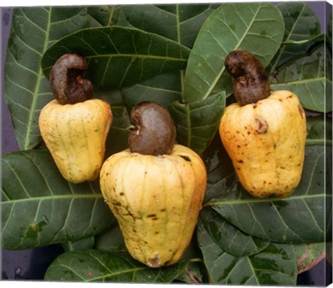 Framed Cashew Nuts, Thailand Print