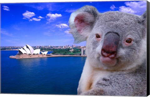 Framed Portrayal of Opera House and Koala, Sydney, Australia Print