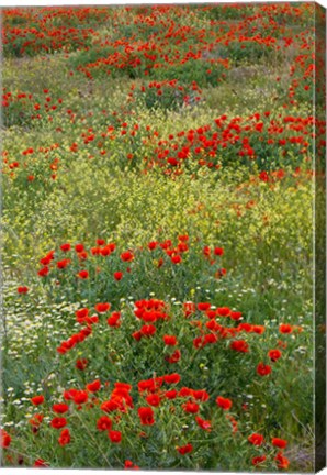 Framed Red Poppy Field in Central Turkey during springtime bloom Print