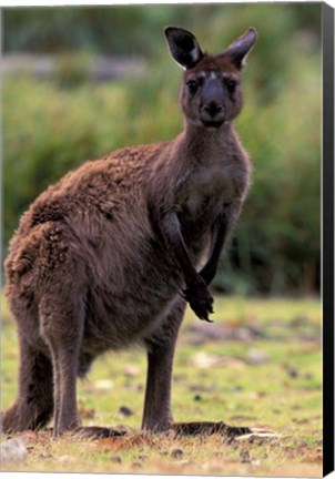 Framed Western Grey Kangaroo in its Brown Phase, Australia Print