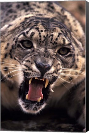 Framed Tibet, Snow Leopard, captive Print
