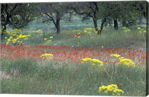 Framed Rural Landscape and Wildflowers, Cappadocia, Turkey Print