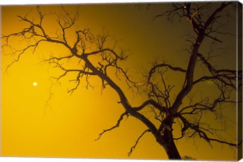 Framed Tree, Outback, Australia Print