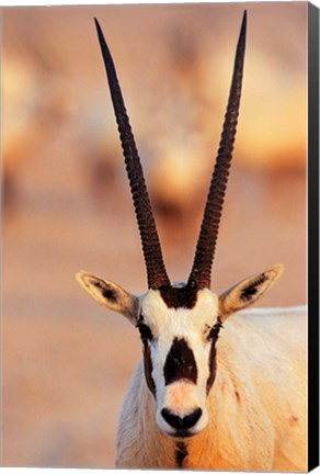 Framed Arabian Oryx wildlife on Sir Bani Yas Island, UAE Print