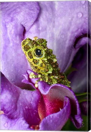 Framed Close-up of mossy tree frog on flower, Vietnam Print