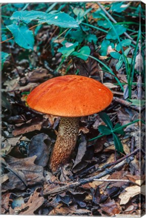 Framed Orange Wild Mushroom Print