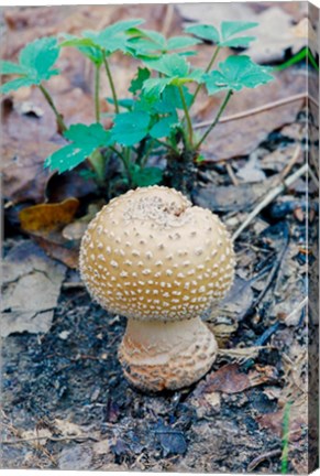 Framed Wild Mushroom Growing in Forest Print