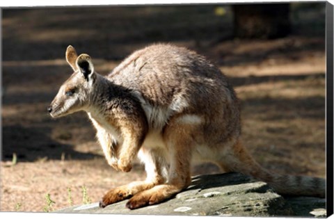 Framed Kangaroo, Taronga Zoo, Sydney, Australia Print