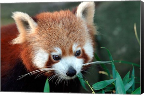 Framed Red Panda, Taronga Zoo, Sydney, Australia Print