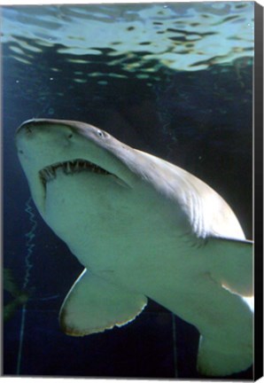 Framed Shark at Manly Aquarium, Sydney, Australia Print