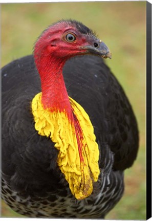 Framed Australian Brush-Turkey, Australia Print