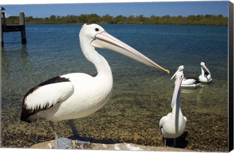 Framed Australian Pelican, Australia Print